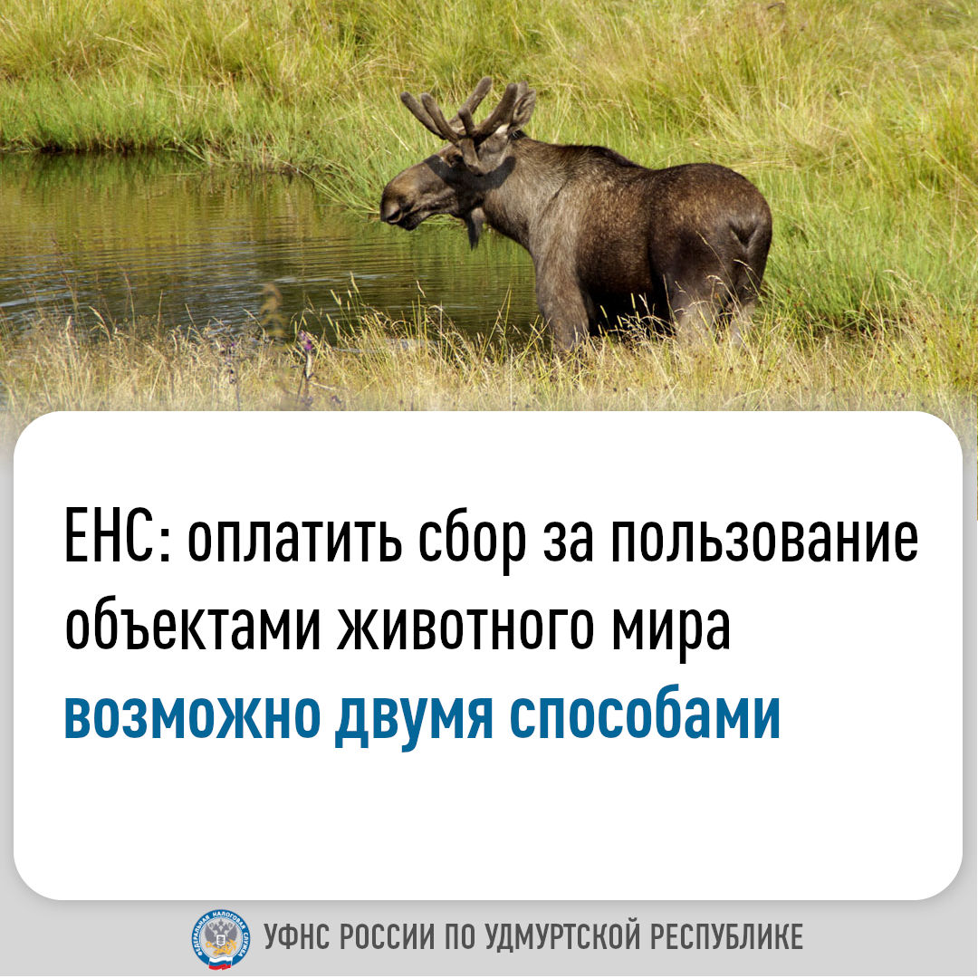 ЕНС: оплатить сбор за пользование объектами животного мира возможно двумя способами.